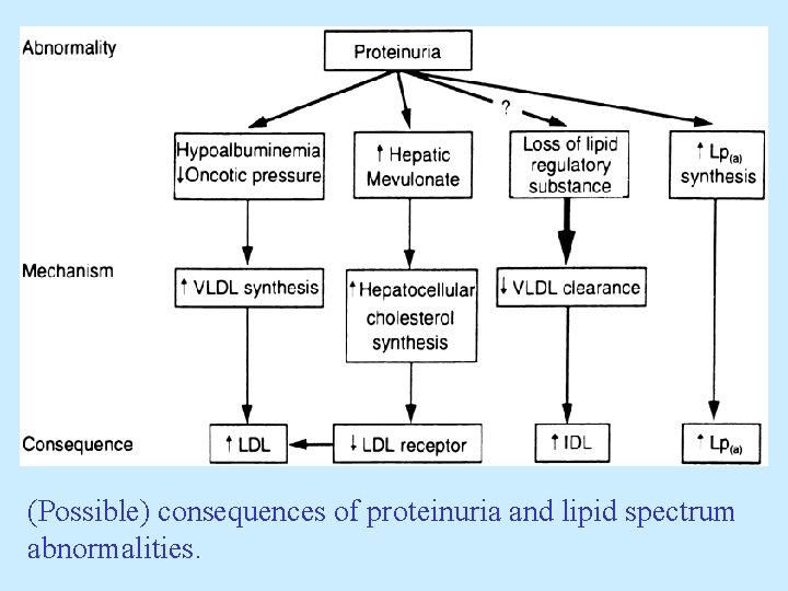 (Possible) consequences of proteinuria and lipid spectrum abnormalities. 