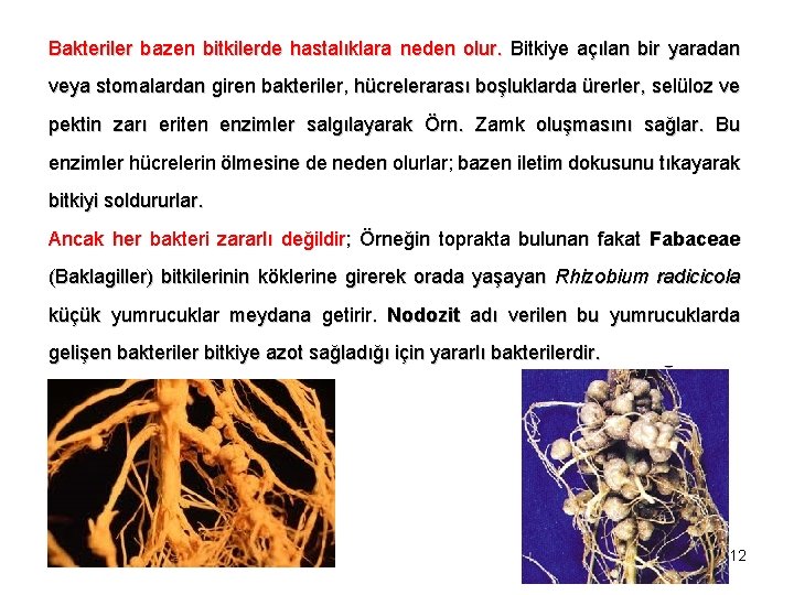 Bakteriler bazen bitkilerde hastalıklara neden olur. Bitkiye açılan bir yaradan veya stomalardan giren bakteriler,