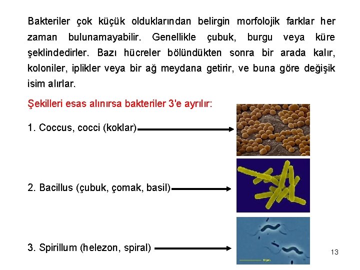 Bakteriler çok küçük olduklarından belirgin morfolojik farklar her zaman bulunamayabilir. Genellikle çubuk, burgu veya