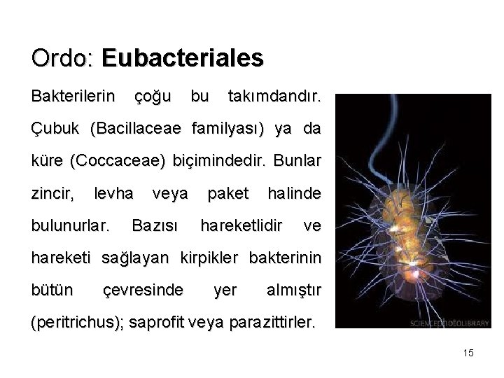 Ordo: Eubacteriales Bakterilerin çoğu bu takımdandır. Çubuk (Bacillaceae familyası) ya da küre (Coccaceae) biçimindedir.