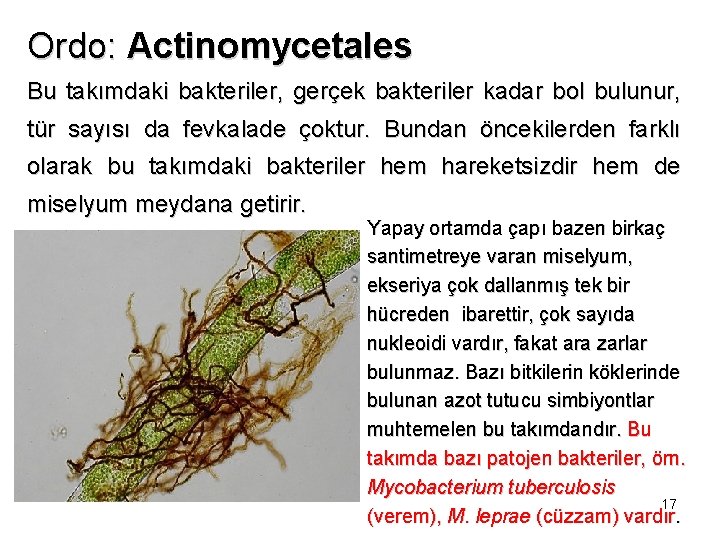 Ordo: Actinomycetales Bu takımdaki bakteriler, gerçek bakteriler kadar bol bulunur, tür sayısı da fevkalade