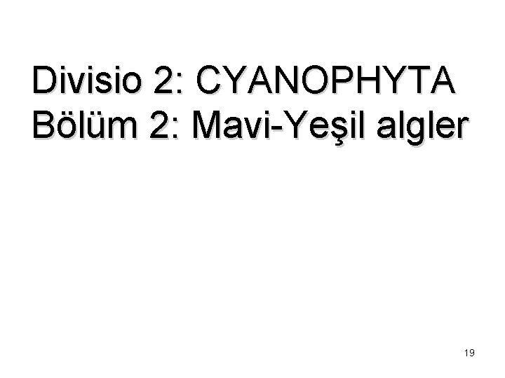 Divisio 2: CYANOPHYTA Bölüm 2: Mavi-Yeşil algler 19 