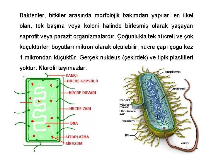 Bakteriler, bitkiler arasında morfolojik bakımdan yapıları en ilkel olan, tek başına veya koloni halinde