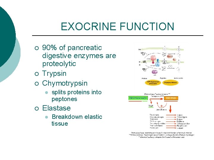 EXOCRINE FUNCTION ¡ ¡ ¡ 90% of pancreatic digestive enzymes are proteolytic Trypsin Chymotrypsin