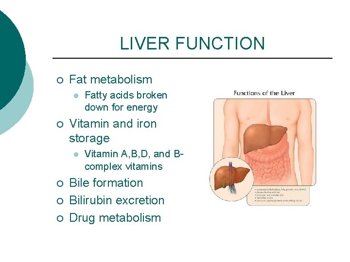 LIVER FUNCTION ¡ Fat metabolism l ¡ Vitamin and iron storage l ¡ ¡