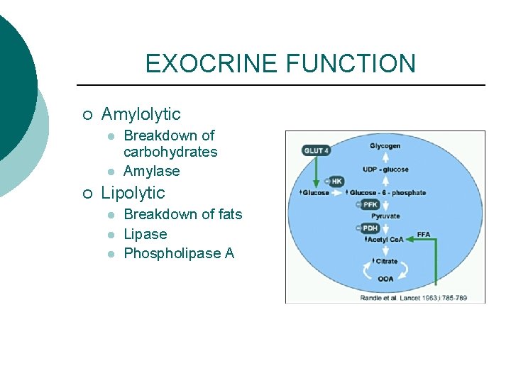 EXOCRINE FUNCTION ¡ Amylolytic l l ¡ Breakdown of carbohydrates Amylase Lipolytic l l