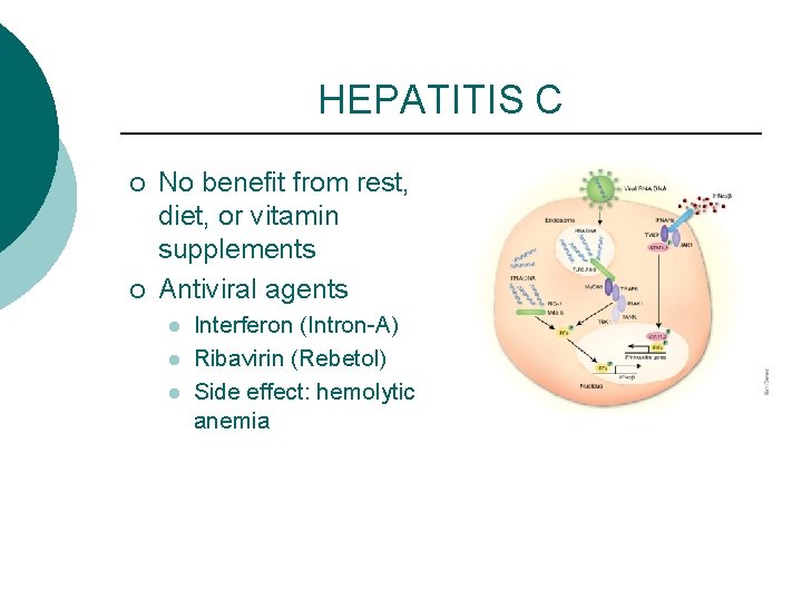 HEPATITIS C ¡ ¡ No benefit from rest, diet, or vitamin supplements Antiviral agents