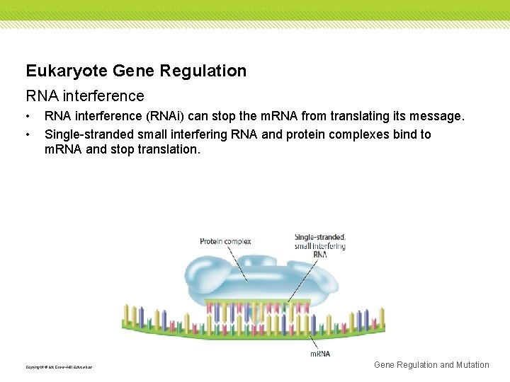 Eukaryote Gene Regulation RNA interference • • RNA interference (RNAi) can stop the m.