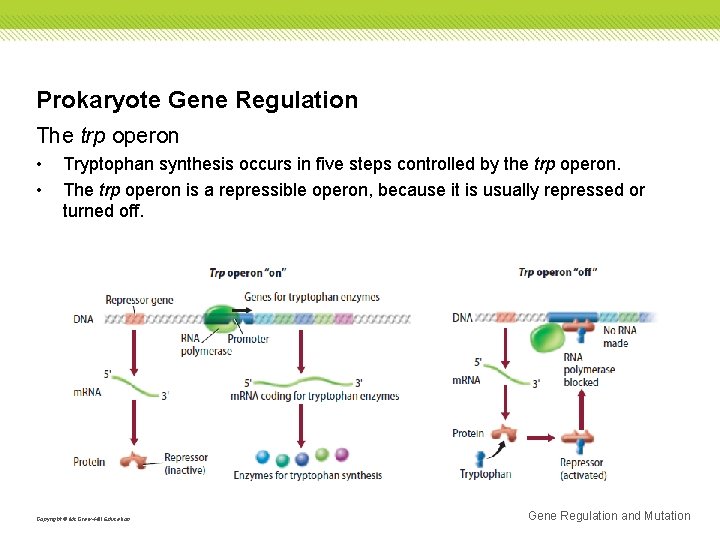 Prokaryote Gene Regulation The trp operon • • Tryptophan synthesis occurs in five steps