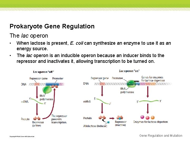 Prokaryote Gene Regulation The lac operon • • When lactose is present, E. coli