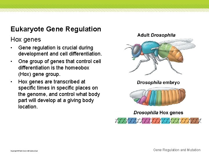 Eukaryote Gene Regulation Hox genes • • • Gene regulation is crucial during development