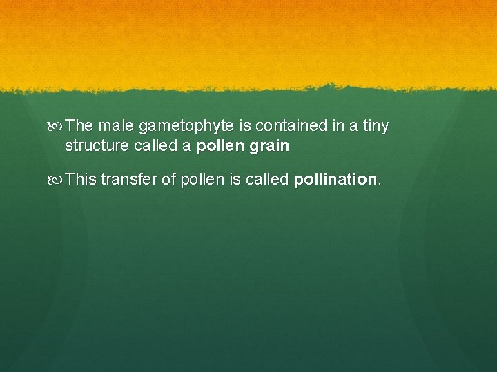  The male gametophyte is contained in a tiny structure called a pollen grain