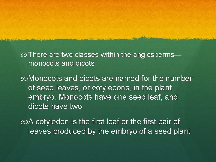  There are two classes within the angiosperms— monocots and dicots Monocots and dicots