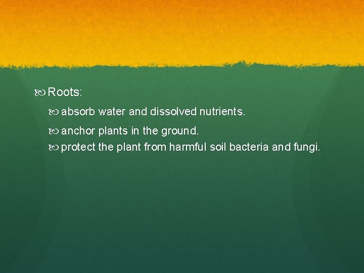 Roots: absorb water and dissolved nutrients. anchor plants in the ground. protect the Roots: absorb water and dissolved nutrients. anchor plants in the ground. protect the
