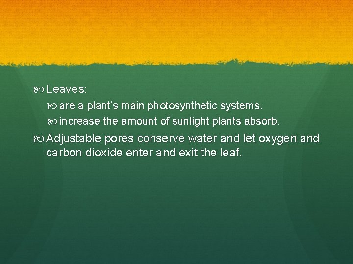  Leaves: are a plant’s main photosynthetic systems. increase the amount of sunlight plants