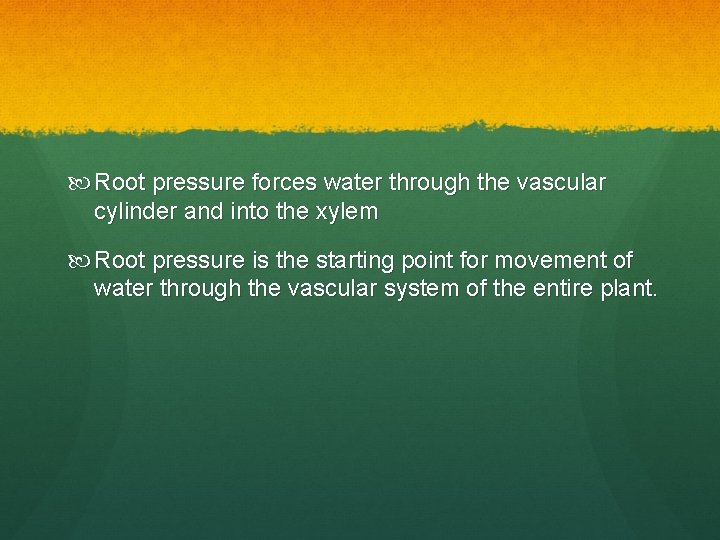 Root pressure forces water through the vascular cylinder and into the xylem Root Root pressure forces water through the vascular cylinder and into the xylem Root