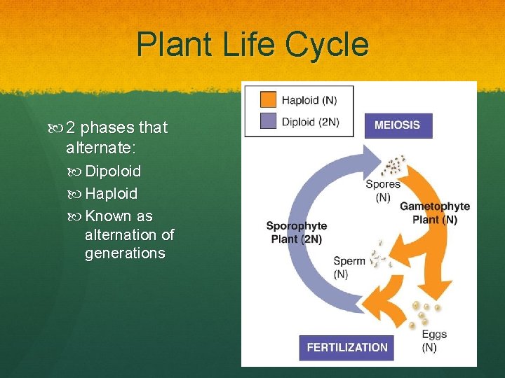 Plant Life Cycle 2 phases that alternate: Dipoloid Haploid Known as alternation of generations