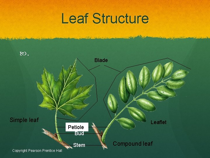 Leaf Structure . Blade Simple leaf Petiole Bud Stem Copyright Pearson Prentice Hall Leaflet