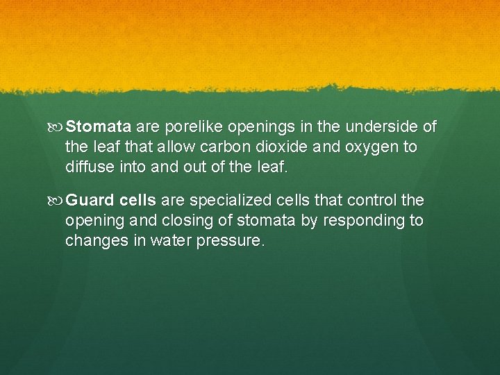  Stomata are porelike openings in the underside of the leaf that allow carbon