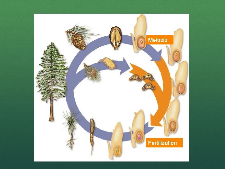 Meiosis Fertilization Meiosis Fertilization