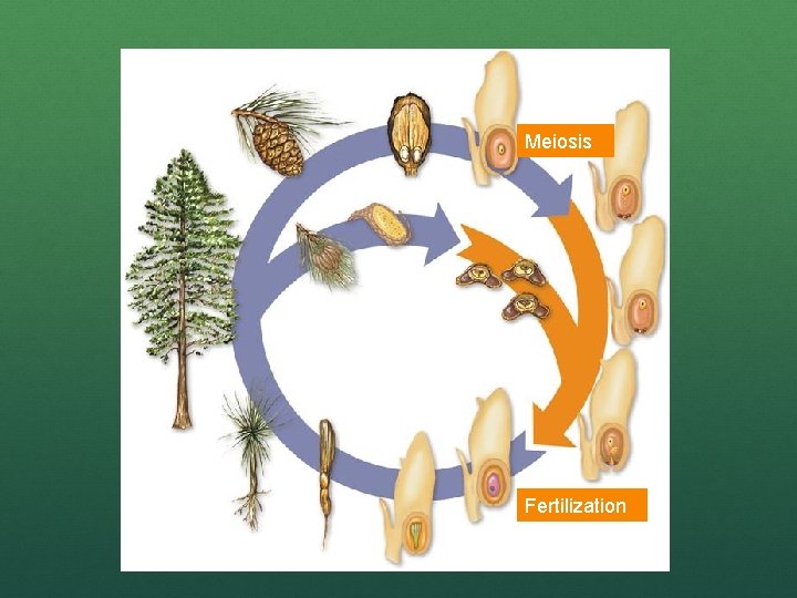 Meiosis Fertilization 