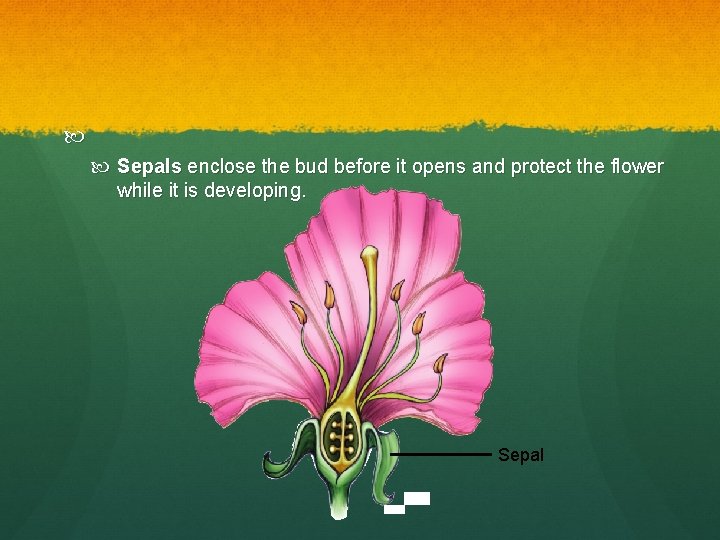 Sepals enclose the bud before it opens and protect the flower while it Sepals enclose the bud before it opens and protect the flower while it