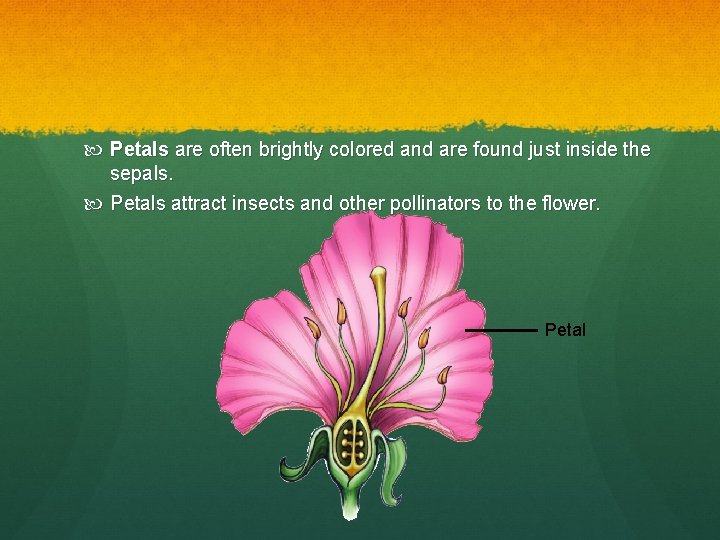  Petals are often brightly colored and are found just inside the sepals. Petals
