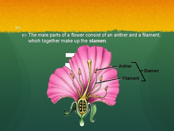  The male parts of a flower consist of an anther and a filament,