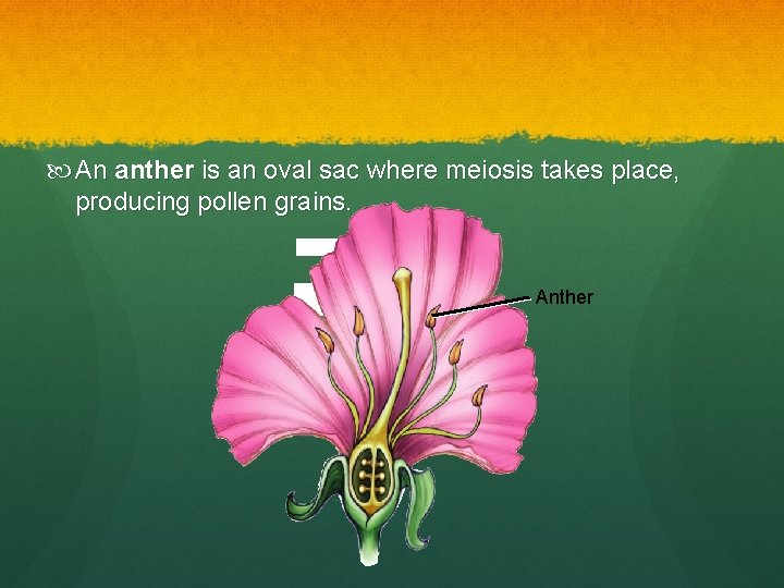 An anther is an oval sac where meiosis takes place, producing pollen grains. An anther is an oval sac where meiosis takes place, producing pollen grains.