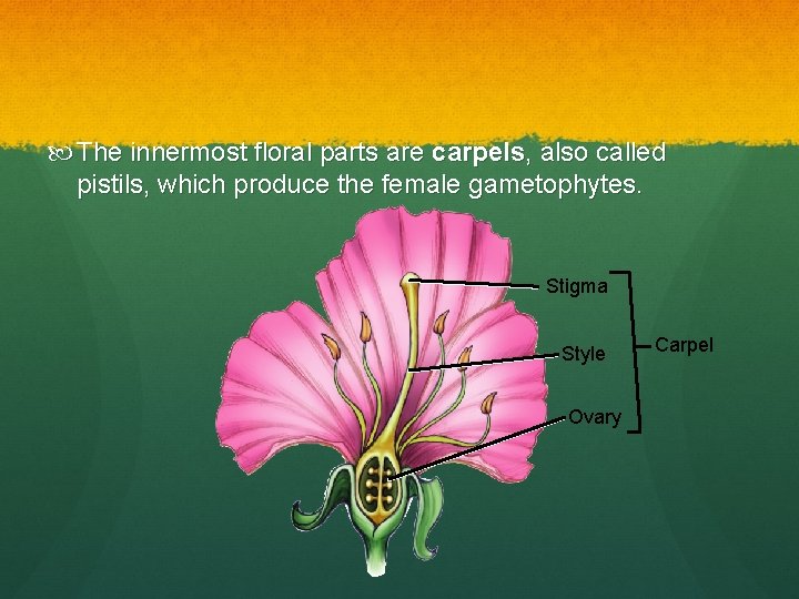  The innermost floral parts are carpels, also called pistils, which produce the female