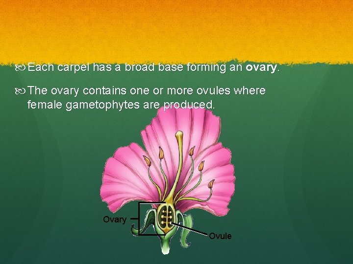 Each carpel has a broad base forming an ovary. The ovary contains one Each carpel has a broad base forming an ovary. The ovary contains one