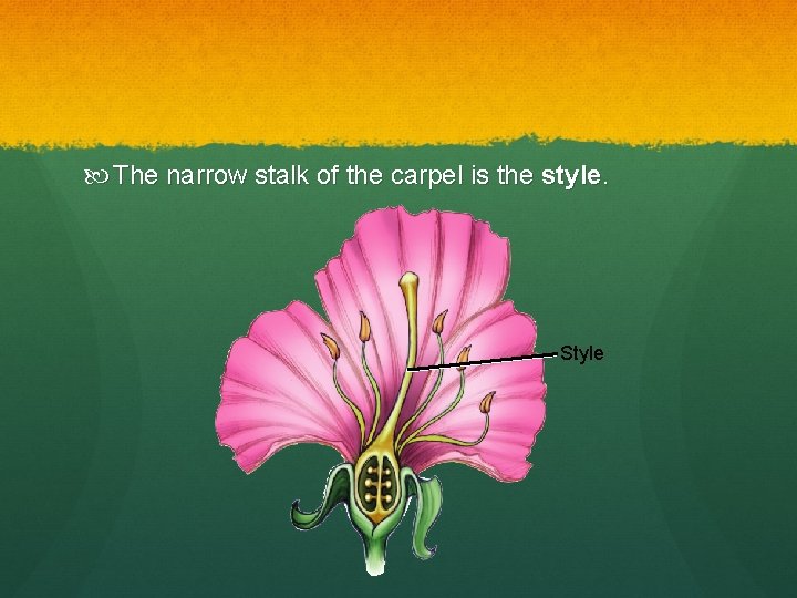  The narrow stalk of the carpel is the style. Style 