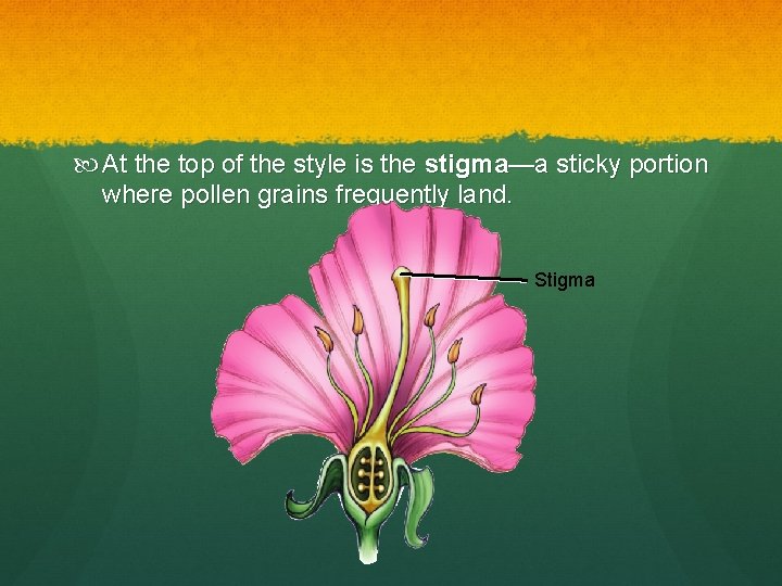  At the top of the style is the stigma—a sticky portion where pollen