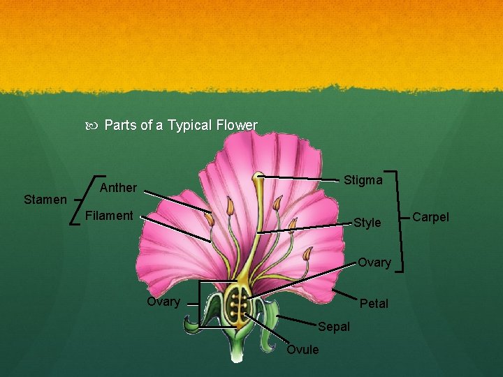 Parts of a Typical Flower Stamen Stigma Anther Filament Style Ovary Petal Sepal Parts of a Typical Flower Stamen Stigma Anther Filament Style Ovary Petal Sepal