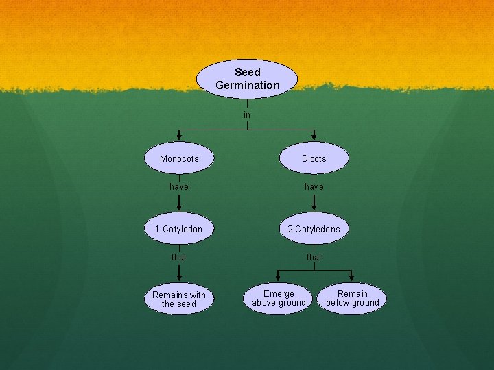 Seed Germination in Monocots Dicots have 1 Cotyledon 2 Cotyledons that Remains with the