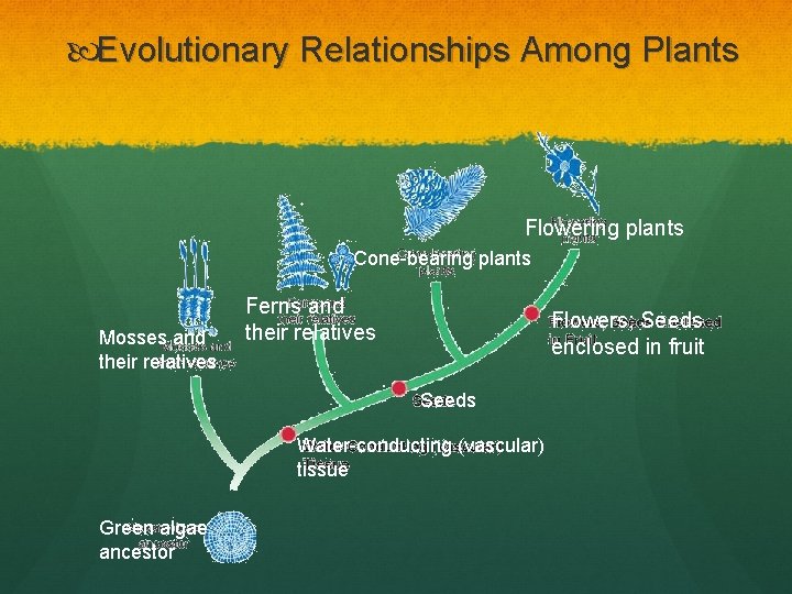  Evolutionary Relationships Among Plants Flowering plants Cone-bearing plants Mosses and their relatives Ferns