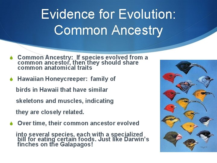Evidence for Evolution: Common Ancestry S Common Ancestry: If species evolved from a common Evidence for Evolution: Common Ancestry S Common Ancestry: If species evolved from a common