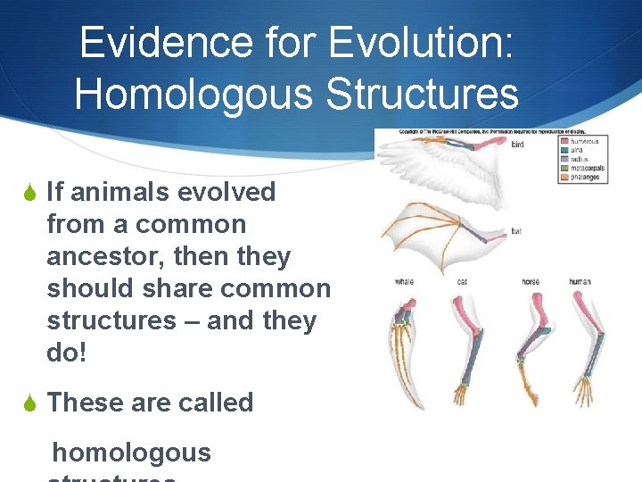 Evidence for Evolution: Homologous Structures S If animals evolved from a common ancestor, then