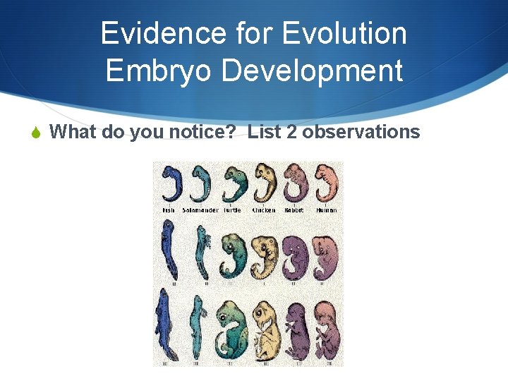 Evidence for Evolution Embryo Development S What do you notice? List 2 observations 