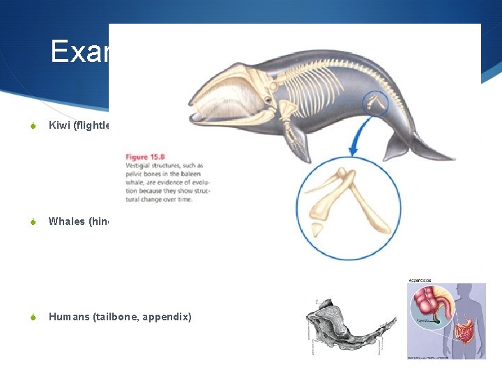 Examples of Vestigial Organs S Kiwi (flightless bird) S Whales (hind leg bones) S