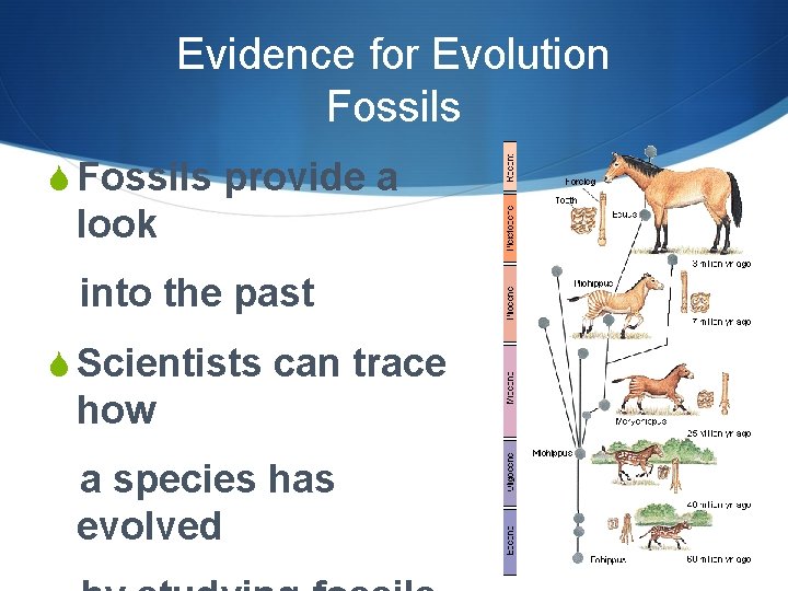 Evidence for Evolution Fossils S Fossils provide a look into the past S Scientists