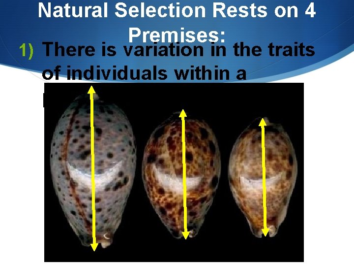 Natural Selection Rests on 4 Premises: 1) There is variation in the traits of Natural Selection Rests on 4 Premises: 1) There is variation in the traits of