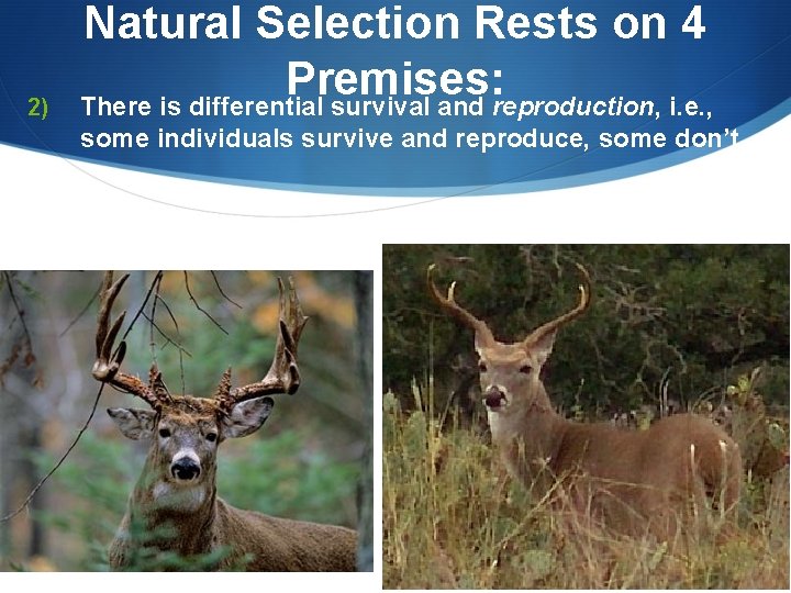 2) Natural Selection Rests on 4 Premises: There is differential survival and reproduction, i.