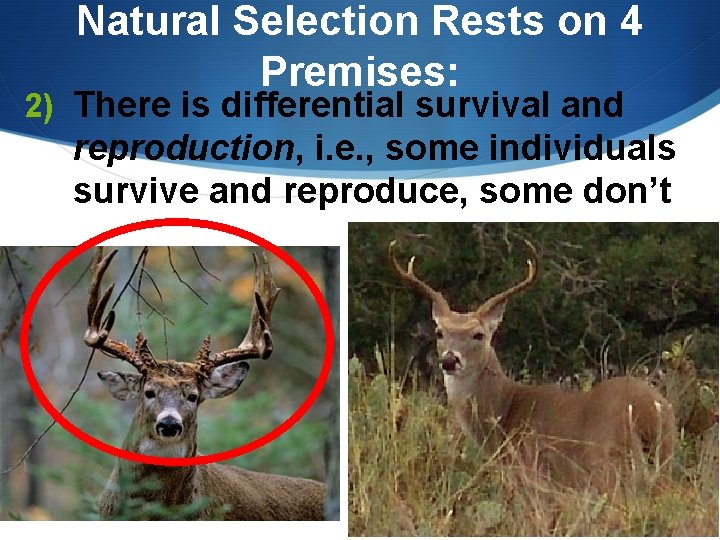 Natural Selection Rests on 4 Premises: 2) There is differential survival and reproduction, i. Natural Selection Rests on 4 Premises: 2) There is differential survival and reproduction, i.