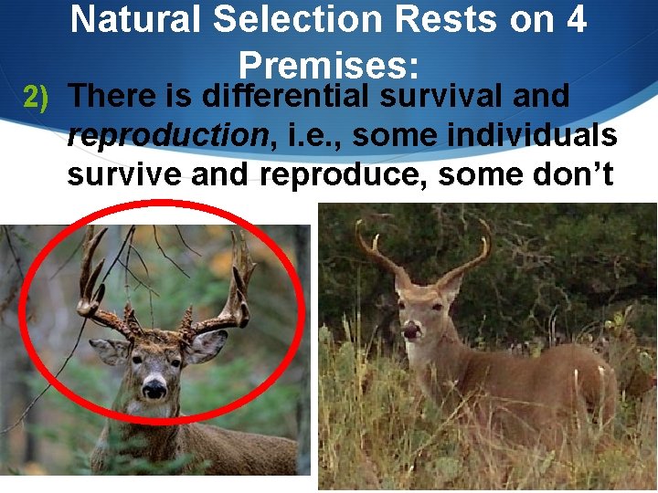 Natural Selection Rests on 4 Premises: 2) There is differential survival and reproduction, i.