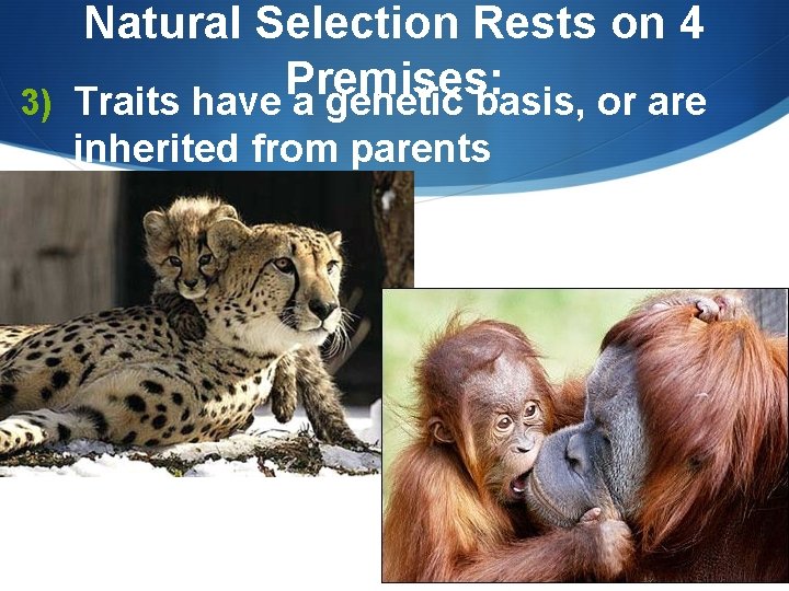 3) Natural Selection Rests on 4 Premises: Traits have a genetic basis, or are