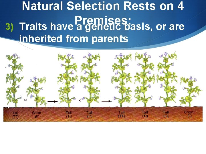 3) Natural Selection Rests on 4 Premises: Traits have a genetic basis, or are