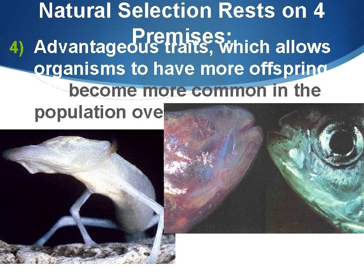 4) Natural Selection Rests on 4 Premises: Advantageous traits, which allows organisms to have 4) Natural Selection Rests on 4 Premises: Advantageous traits, which allows organisms to have