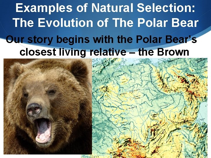 Examples of Natural Selection: The Evolution of The Polar Bear Our story begins with