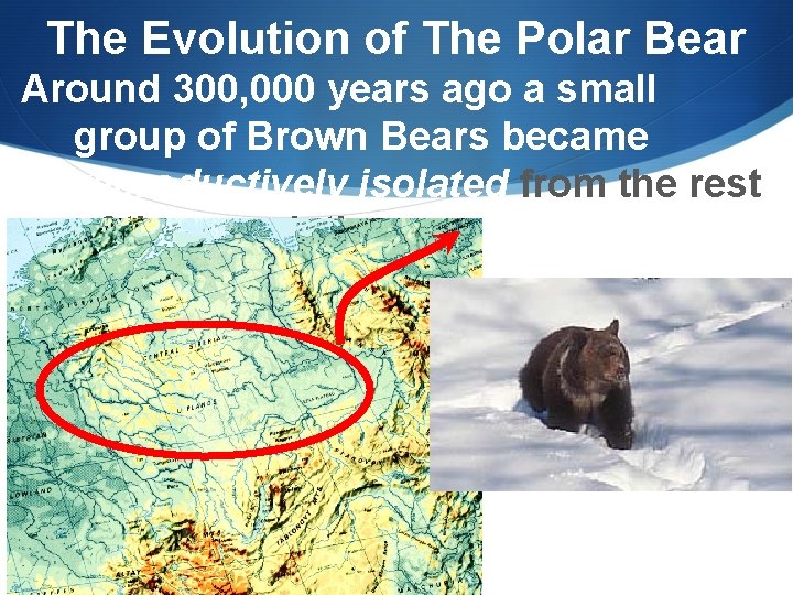 The Evolution of The Polar Bear Around 300, 000 years ago a small group